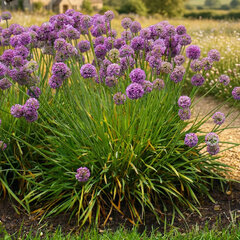 Allium 'medusas hair' - cesnak - Allium 'Medusas Hair' 