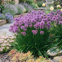 Allium 'millenium' - cesnak - Allium 'Millenium' 