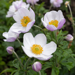 Anemone 'elfin swan' - veternica - Anemone 'Elfin Swan'
