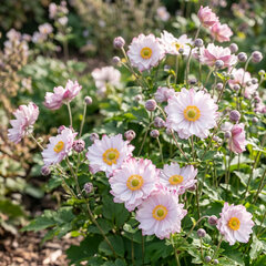 Anemone 'pink touch' - veternica - Anemone 'Pink Touch'