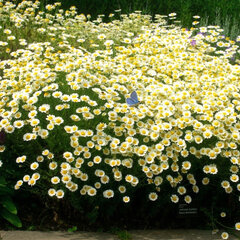 Anthemis 'sauce hollandaise' - rumanovec - Anthemis 'Sauce Hollandaise'