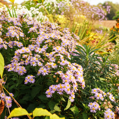 Aster 'asran' - astra - Aster 'Asran'