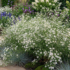 Aster 'monte cassino' - astra - Aster Monte Cassino