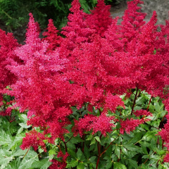 Astilbe 'fireberry'- astilba - Astilbe 'Fireberry'- astilba 2