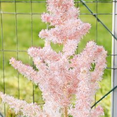 Astilbe 'milk and honey'- astilba - Astilbe 'Milk and Honey'- astilba 3