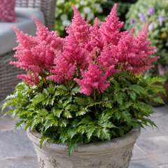 Astilbe 'younique cerise' - astilba - Astilbe 'Younique Cerise' 