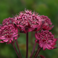 Astrantia 'sparkling stars red' - jarmanka - Astrantia 'Sparkling Stars Red' - jarmanka 1