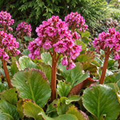 Bergenia cor. 'purpurea' - bergénia - Bergenia cor. 'Purpurea'