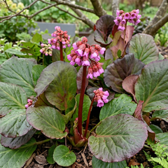 Bergenia 'eden's dark margin' - bergénia - Bergenia 'Eden's Dark Margin'
