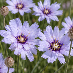 Catananche caerulea 'major' - katananka - Catananche caerulea 'Major'