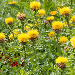 Centaurea macrocephala - nevädza - Centaurea macrocephala 