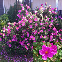 Cistus 'sunset' - cistus k2l - 2223465  Cistus 'Sunset' - cistus