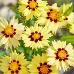 Coreopsis 'solar moon' - kráska - Coreopsis 'Solar Moon' - kráska 2