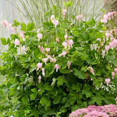 Dicentra 'cupid'  - srdcovka k1l - Dicentra 'Cupid'
