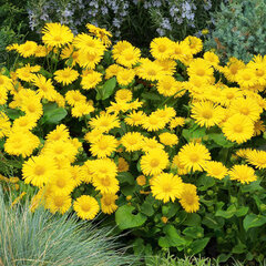 Doronicum 'little leo' - kamzičník - Doronicum 'Little Leo'