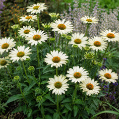 Echinacea 'js ivo's poem' - echinácea - Echinacea 'JS Ivo's Poem'