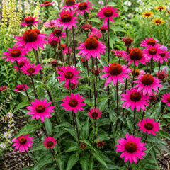 Echinacea 'js stiletto' - echinácea - Echinacea 'JS Stiletto'