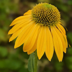 Echinacea 'lakota yellow' - echinácea - Echinacea 'Lakota Yellow' - echinácea 1