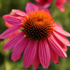 Echinacea 'powwow wild berry' - echinácea - Echinacea 'Powwow Wild Berry' - echinácea 1