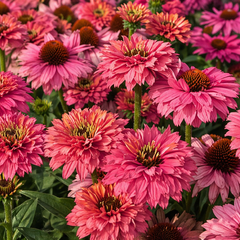 Echinacea 'sunseekers pink grapefruit' - echinácea - Echinacea 'SunSeekers Pink Grapefruit' - echinácea 2