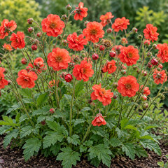 Geum 'scarlet tempest' - kuklík - Geum 'Scarlet Tempest'  