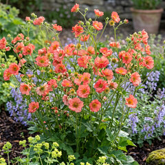 Geum 'tempo coral' - kuklík - Geum 'Tempo Coral' 