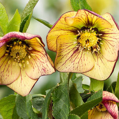Helleborus 'anja odoulf' - čemerica k1l - Helleborus 'Anja Odoulf'