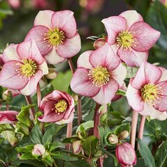 Helleborus 'carlotta' - čemerica k1l - Helleborus 'Carlotta' (2)