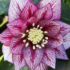Helleborus 'lily' - čemerica k1l - Helleborus 'Lily'