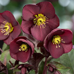 Helleborus 'merlot' - čemerica k1l - Helleborus 'Merlot'
