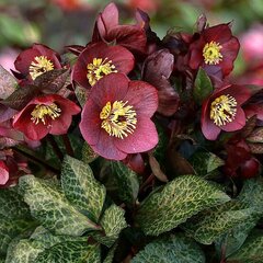 Helleborus 'mona marble' - čemerica k1l - Helleborus 'Mona Marble'  1