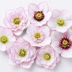 Helleborus 'quintessa ice' - čemerica k1l - Helleborus 'Quintessa Ice'
