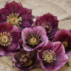 Helleborus 'quintessa midnight' - čemerica k1l - Helleborus 'Quintessa Midnight' 