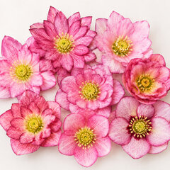 Helleborus 'quintessa pink' - čemerica k1l - Helleborus 'Quintessa Pink' 