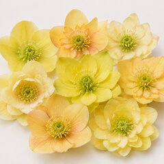 Helleborus 'quintessa sun' - čemerica k1l - Helleborus 'Quintessa Sun'