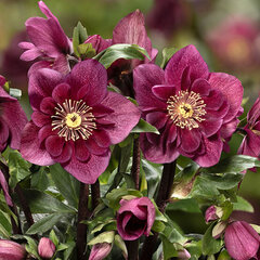 Helleborus 'winter ballet frilly ruby' - čemerica k1l - Helleborus 'Winter Ballet Frilly Ruby'
