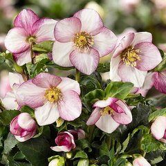 Helleborus 'winter ballet frostfire' - čemerica k1l - Helleborus Winter Ballet 'Frostfire'