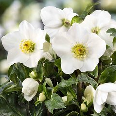 Helleborus 'winter ballet white' - čemerica k1l - Helleborus 'Winter Ballet White'