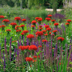 Lychnis chalcedonica - kukučka - 9254219 Lychnis chalcedonica 02