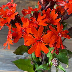 Lychnis 'vesuvius' - kukučka - 9251077 Lychnis × arkwrightii 'Vesuvius' 08