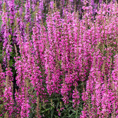 Lythrum 'luminara hot pink' - vrbovka - Lythrum 'Luminara Hot Pink'