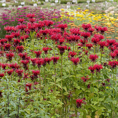 Monarda 'gardenview scarlet' - monarda - Monarda 'Gardenview Scarlet'