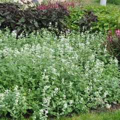 Nepeta 'snowflake' - kocúrnik - Nepeta 'Snowflake' 