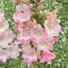 Penstemon 'apple blossom' - dráčik - Penstemon 'Apple Blossom' - dráčik 1