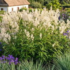 Persicaria polymorpha - hadovník - Persicaria polymorpha