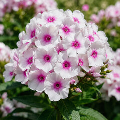 Phlox 'bambini bullseye' - flox - Phlox 'Bambini Bullseye'
