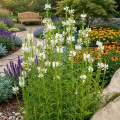 Physostegia 'alba' - fyzostégia - Physostegia 'Alba' 