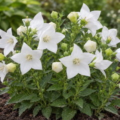 Platycodon 'astra white' - balónovec - Platycodon 'Astra White' 