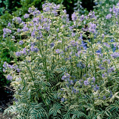 Polemonium 'blanjou' - vojnovka - Polemonium 'Blanjou'