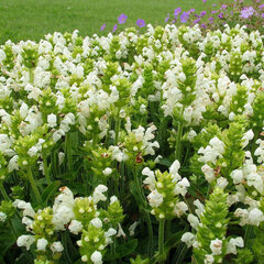 Prunella 'alba' - černohlávok - Prunella 'Alba' 